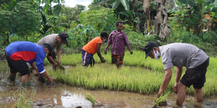 Program Kasuari, Binmas Noken Polri Kembali Kunjungi Spot Pertanian di Mulia Kencana