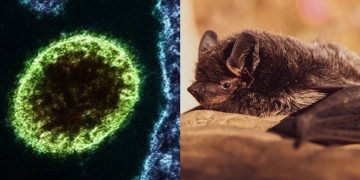 Infeksi Virus Nipah Geger di India, Simak Faktanya