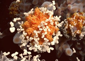 Studi Sebut Antibodi Virus Corona Bisa Bertahan Setidaknya 6 Bulan