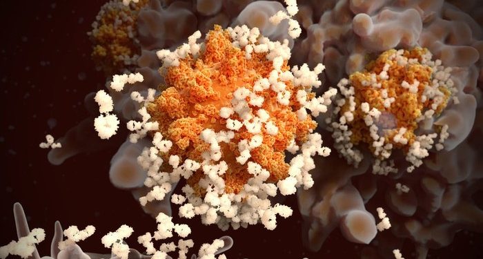 Studi Sebut Antibodi Virus Corona Bisa Bertahan Setidaknya 6 Bulan