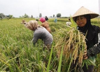 Pemulihan Ekonomi, Pemerintah Diminta Prioritaskan Sektor Pertanian