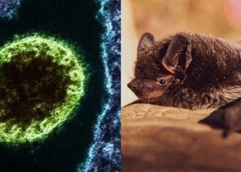 Infeksi Virus Nipah Geger di India, Simak Faktanya