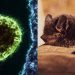 Infeksi Virus Nipah Geger di India, Simak Faktanya