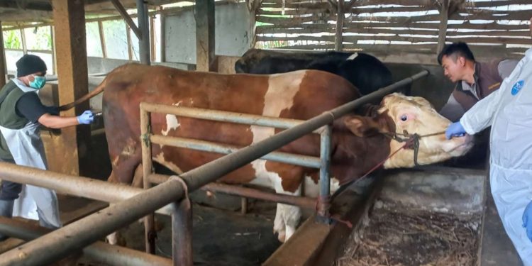 Penyebaran Kasus PMK di Kabupaten Garut: Langkah Cepat Diskannak dan Imbauan kepada Masyarakat