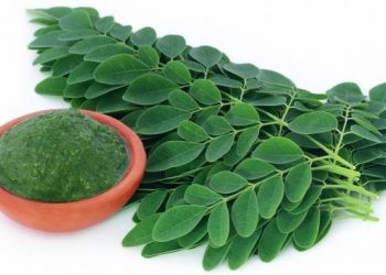Manfaat Daun Kelor untuk Kesehatan